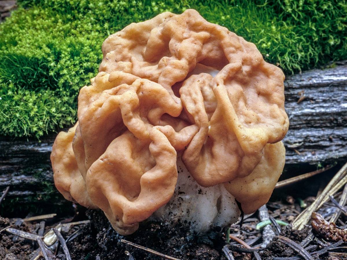 Весенние грибы фото, съедобные и нет, описание