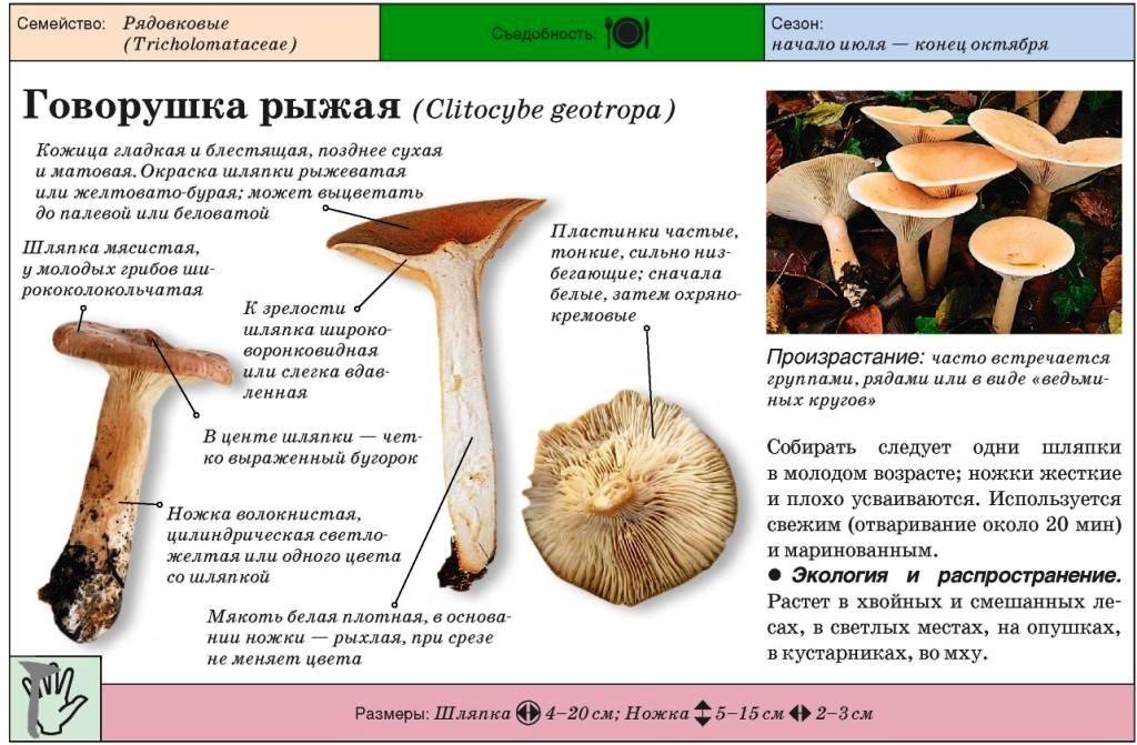 Грибы говорушки: описание, виды, где растут, похожие грибы, польза и вред