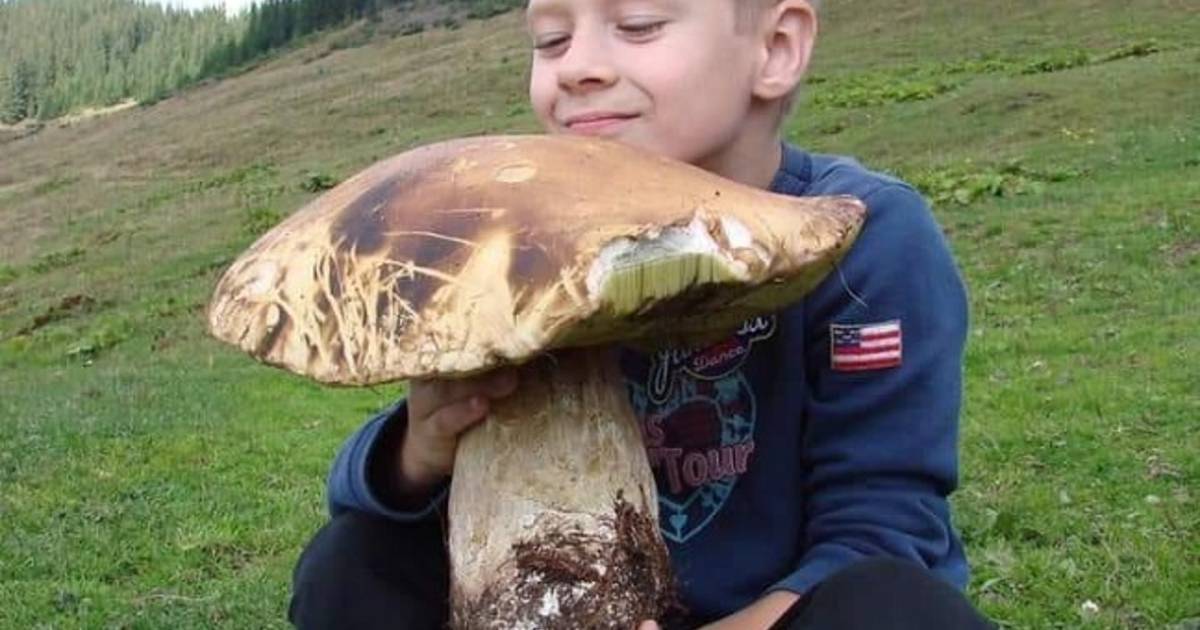 Самые большие грибы в мире: фото крупных грибов и грибниц. обсуждение на liveinternet