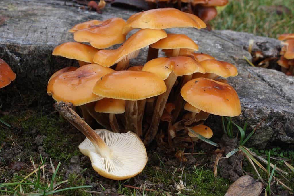 Опенок зимний -  описание гриба. когда и где собирать. особенности приготовения