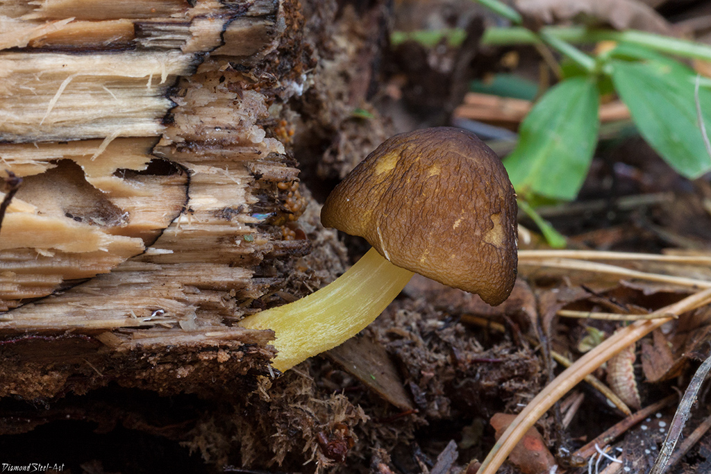 Pluteus romellii, goldleaf shield mushroom