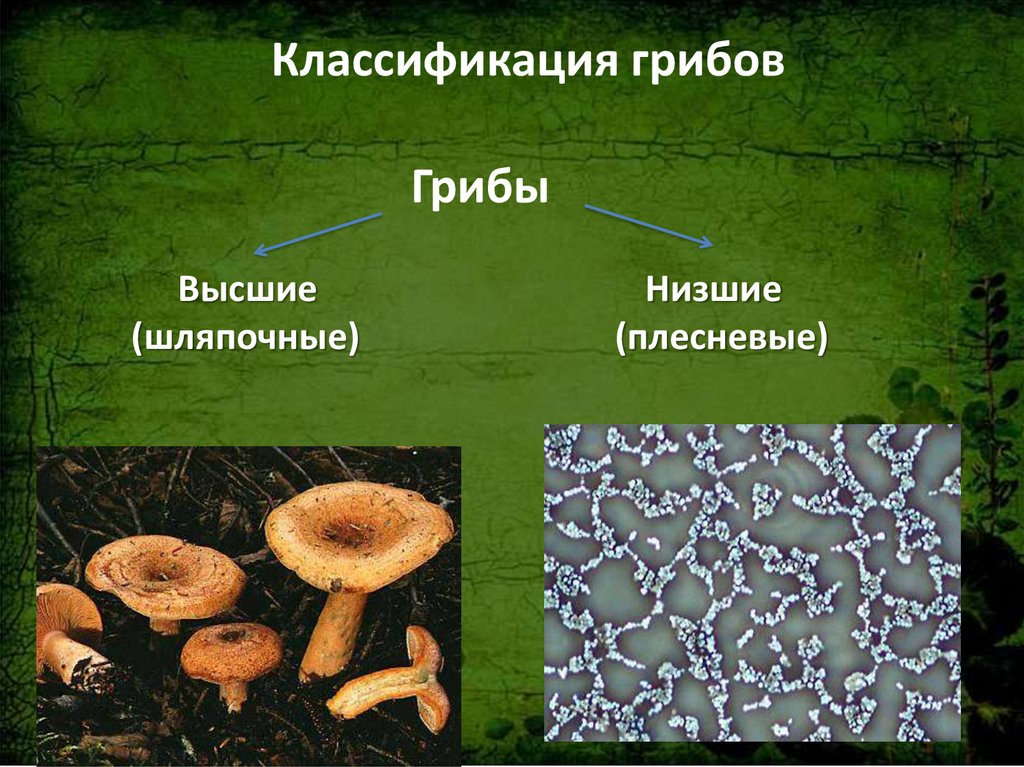 Экзобазидиум брусничный — описание, где растет, похожие виды, фото