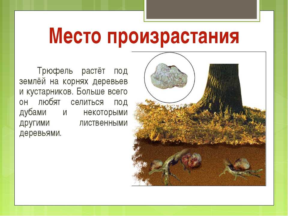 Как найти трюфель в лесу в россии: полезные советы
как найти трюфель в лесу в россии: полезные советы