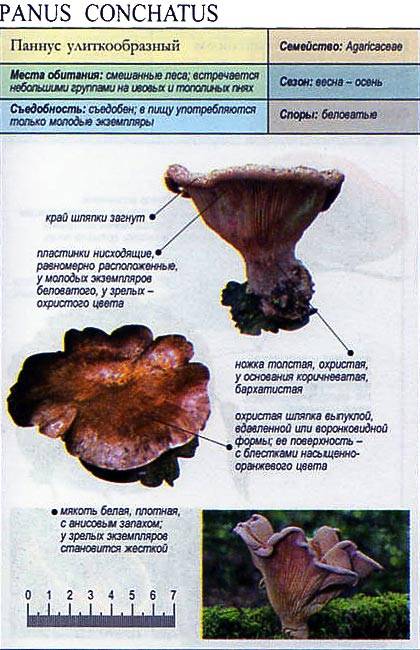 Панеолус полуяйцевидный (panaeolus semiovatus) – грибы сибири