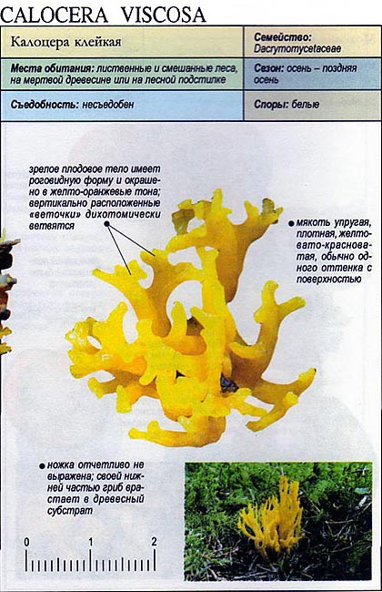 Грибная экзотика в лесу, или грибы-кораллы. съедобные и несъедобные виды. фото — ботаничка