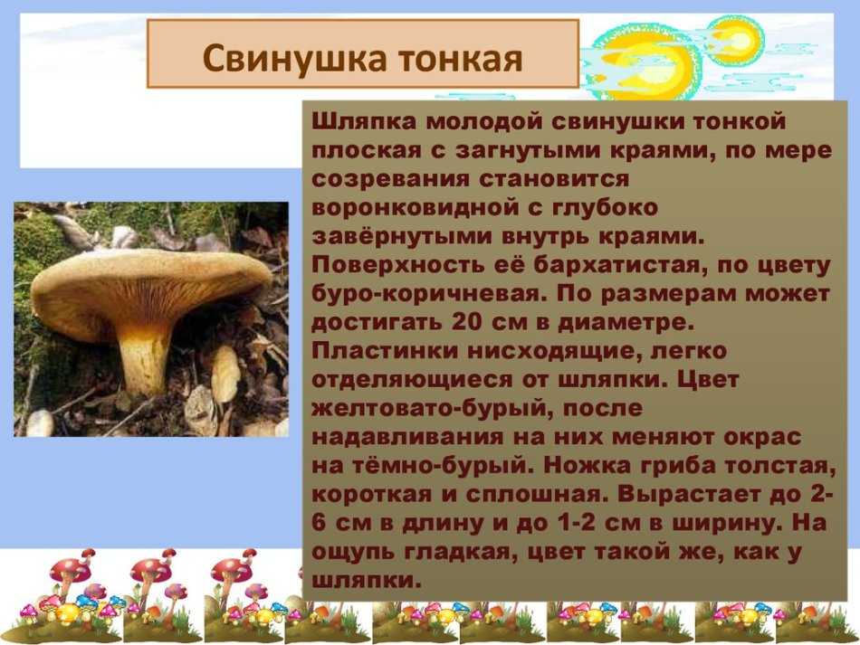 Свинушки – самые спорные грибы русского леса - грибы собираем