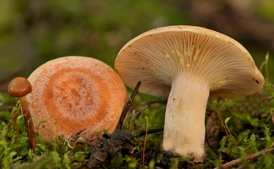 Сколько варить польские грибы? инструкция по времени и процедуре варки