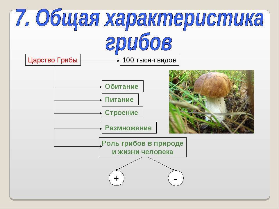 Съедобные грибы белгородской области: какие грибы можно собирать