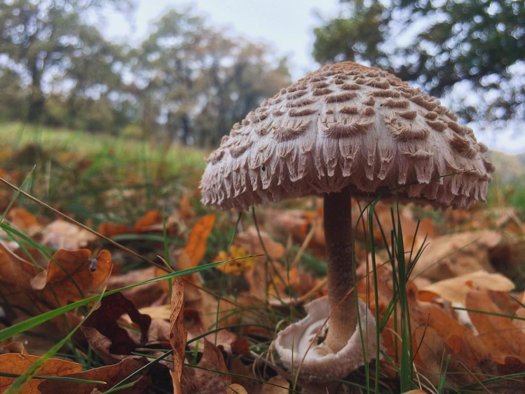 Описание, разновидности и свойства грибов зонтиков