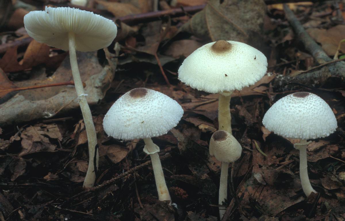 Лепиота шероховатая или острочешуйчатая: фото и описание гриба