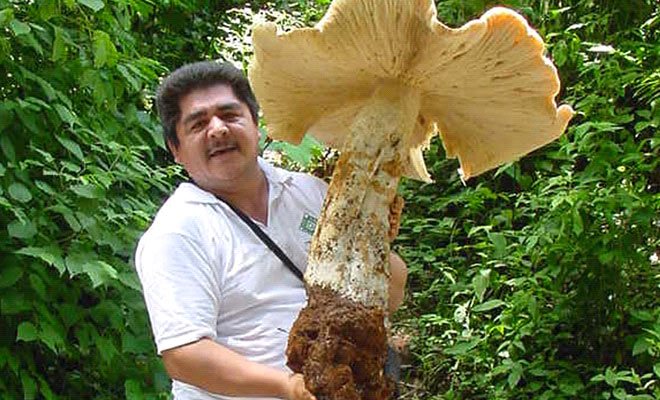 Строчок гигантский: описание гриба, места распространения, фото