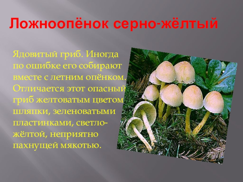Ядовитые грибы опята: фото и описание съедобных и ложных грибов, отличительные особенности