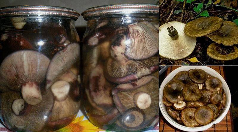 Засолка грибов рыжиков — топ рецептов