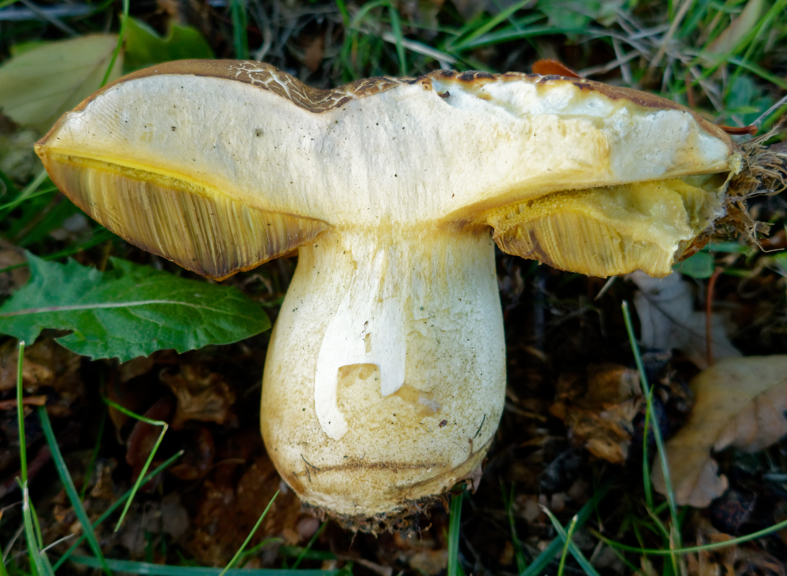 Полубелый гриб (желтый боровик) - фото и описание, как готовить и где искать