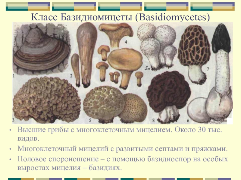 Базидиальные грибы (basidiomycetes)