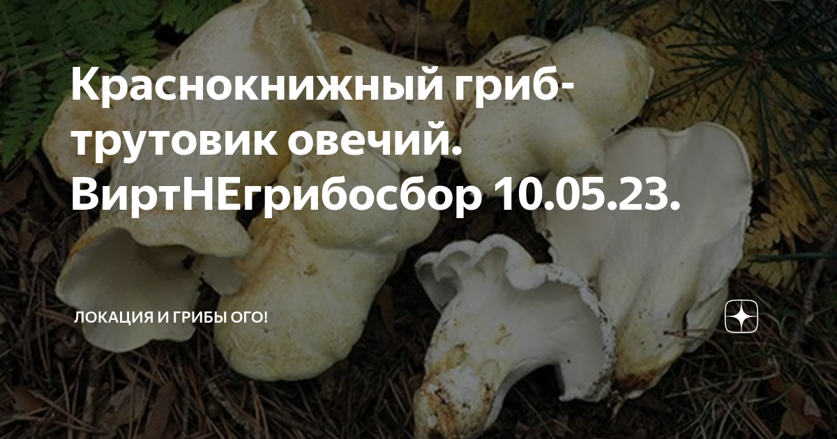 Грибы санкт-петербурга 2023: когда и где собирать, сезоны и грибные места