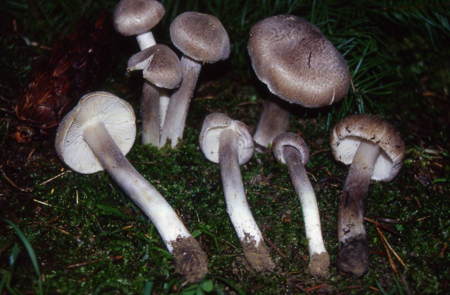 Рядовка гигантская или исполинская (tricholoma colossus): фото, описание и рецепты приготовления гриба