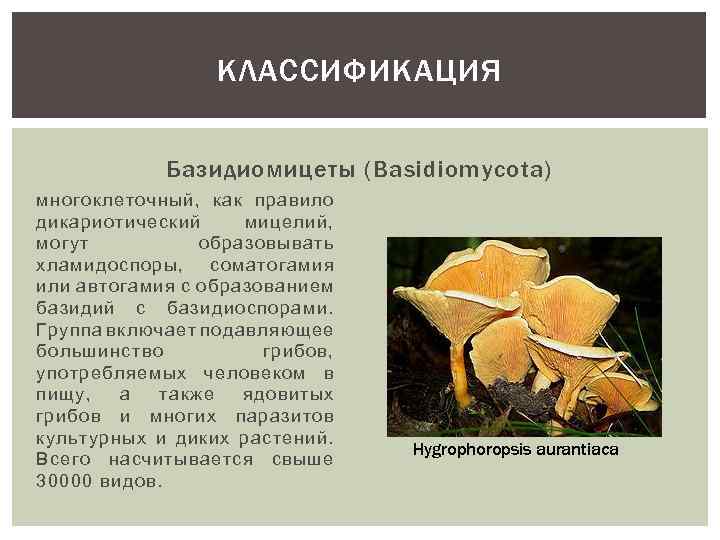 Отдел базидиомицеты, или базидиальные грибы (basidiomycota) |  биология. реферат, доклад, сообщение, краткое содержание, лекция, шпаргалка, конспект, гдз, тест