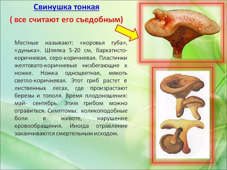 Свинушка толстая - описание, где растет, ядовитость гриба