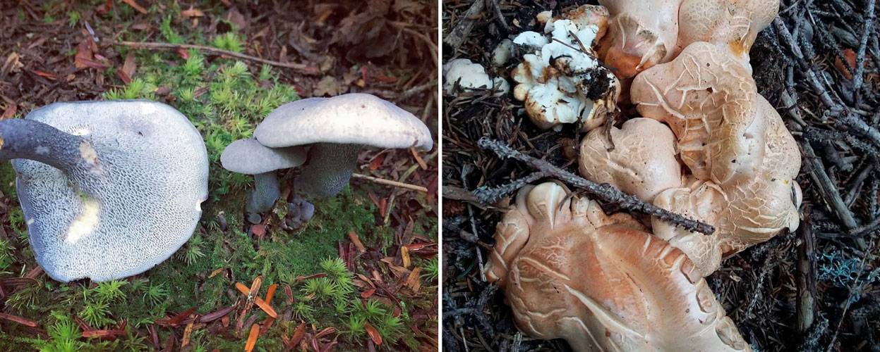 Удивительные рекорды — самый большой белый гриб