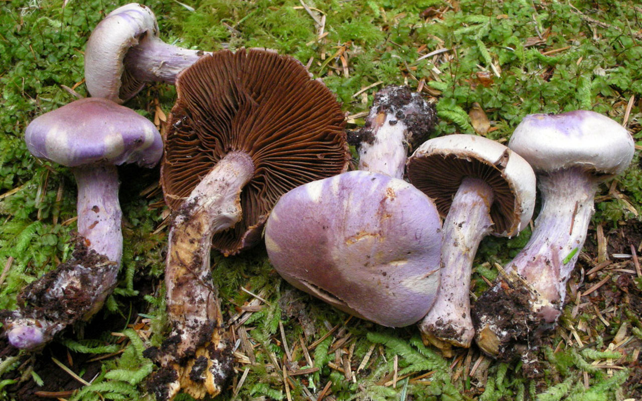 Паутинник порфироножковый (cortinarius porphyropus) – грибы сибири