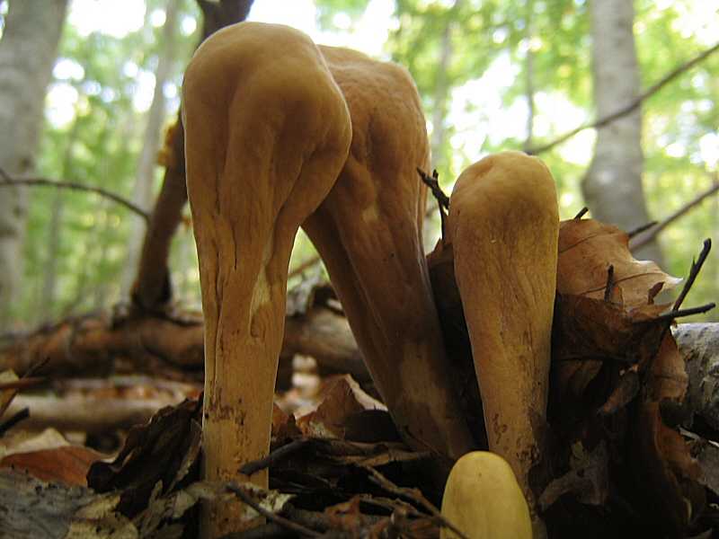 Особенности условно-съедобного гриба рогатик булавовидный. места распространения и описание рогатика пестикового