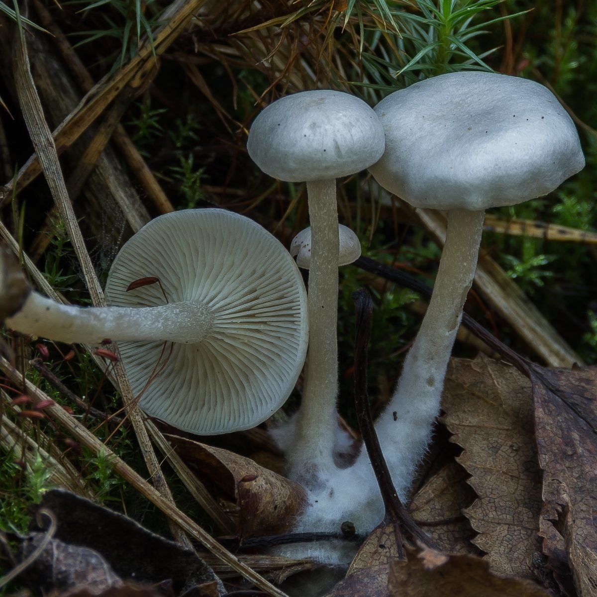Съедобные и несъедобные грибы говорушки и их описание (+39 фото)