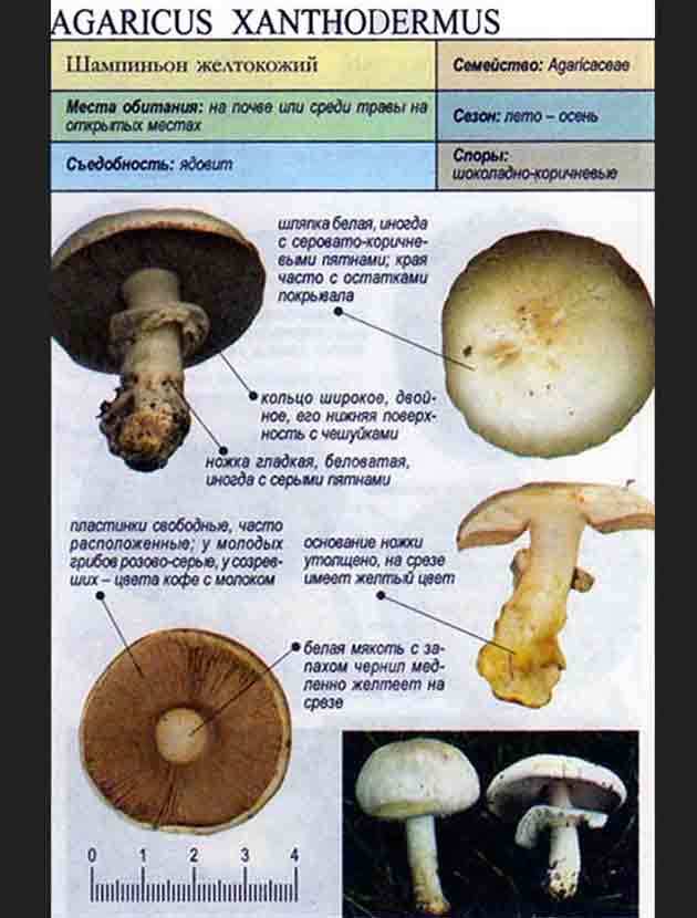 Съедобные грибы приморского края – фото и описание