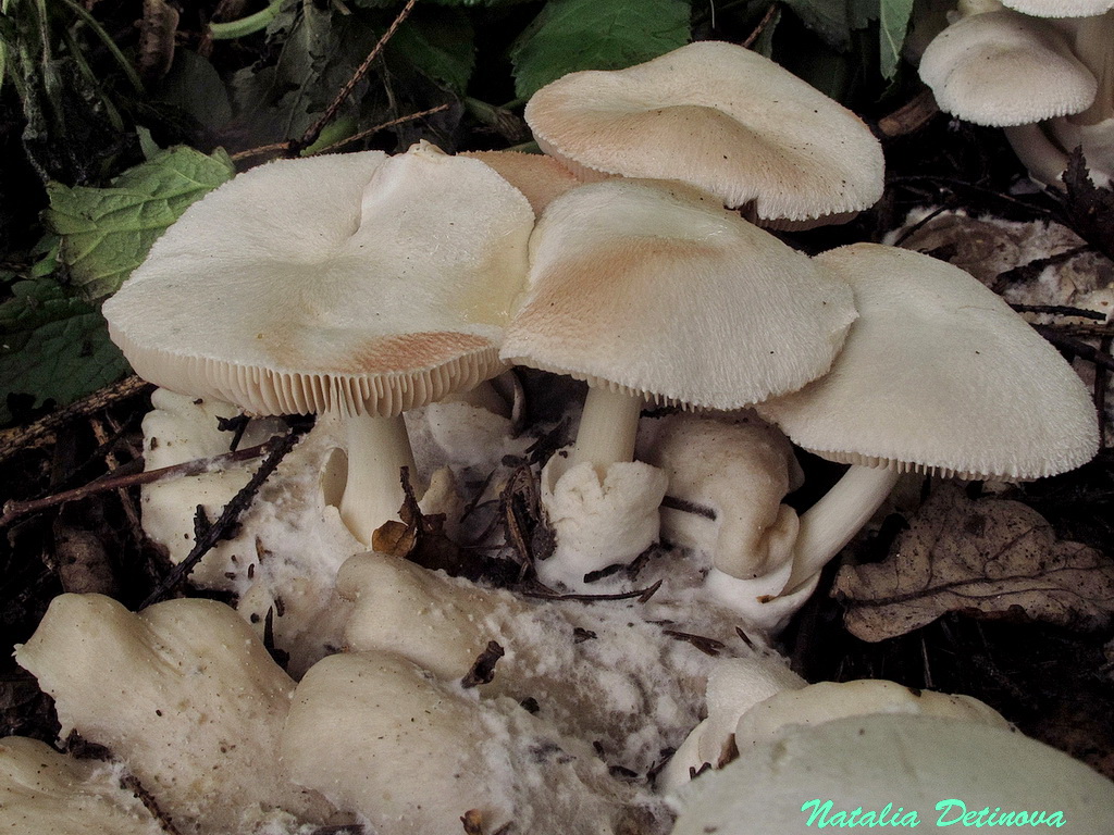 Вольвариелла паразитическая – гриб, который поселяется на других грибах — викигриб