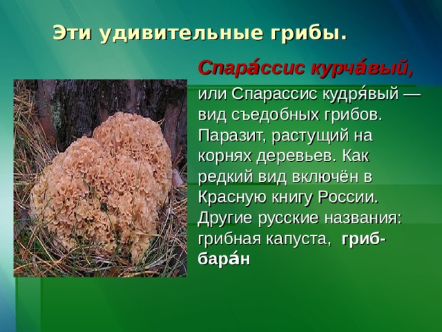 Гриб спарассис курчавый (sparassis crispa): где растет, виды, фото