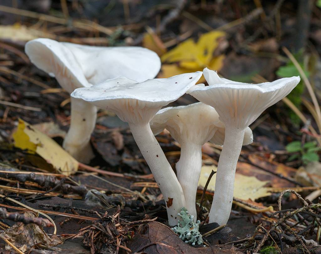 Гигрофор снежно-белый – небольшой белый грибочек — викигриб