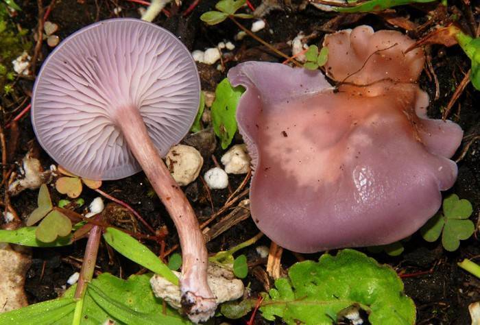 Гриб-жировик или ложносвинуха рядовковидная (leucopaxillus lepistoides): фото и описание гриба, где растет
