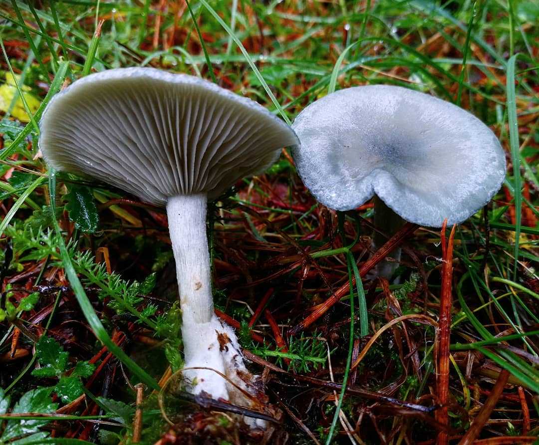 Говорушка дымчатая - описание, где растет, ядовитость гриба