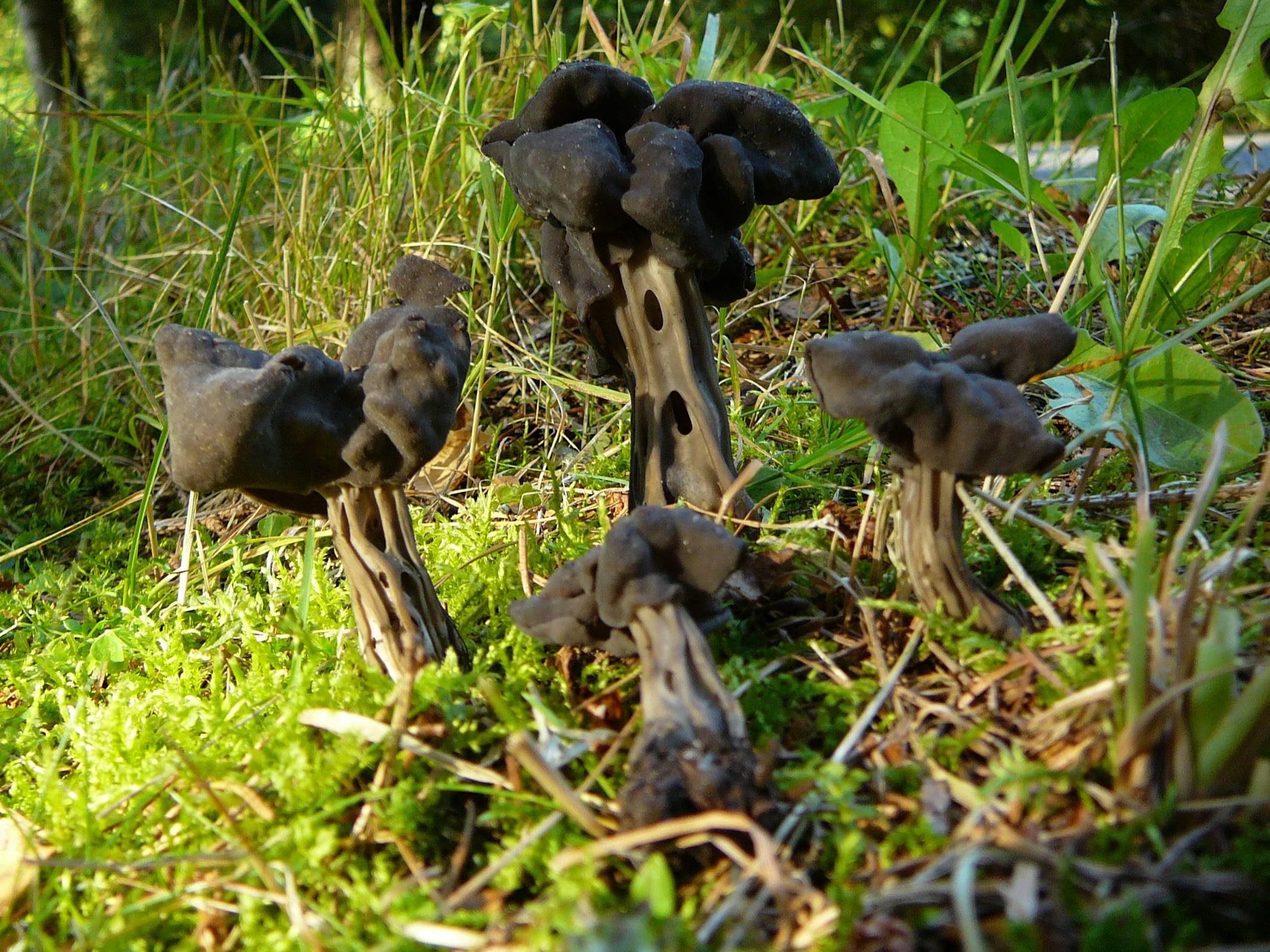 Дубовик келе  - описание гриба. где растет, как готовить.