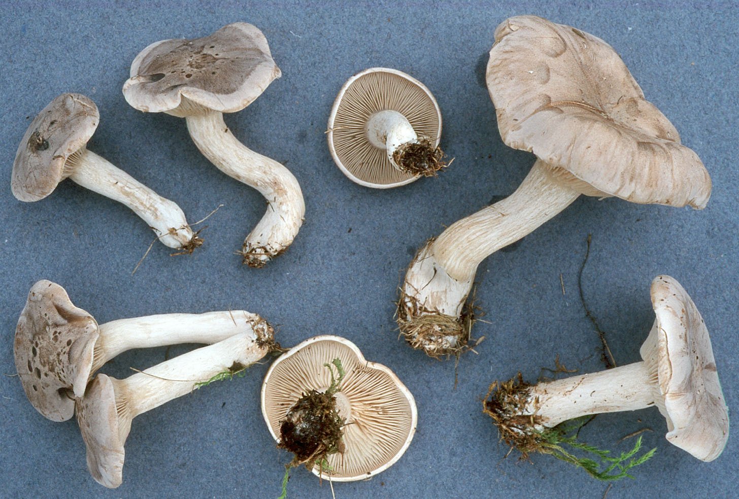 Необычный вкус обычного гриба — рядовка фиалковая