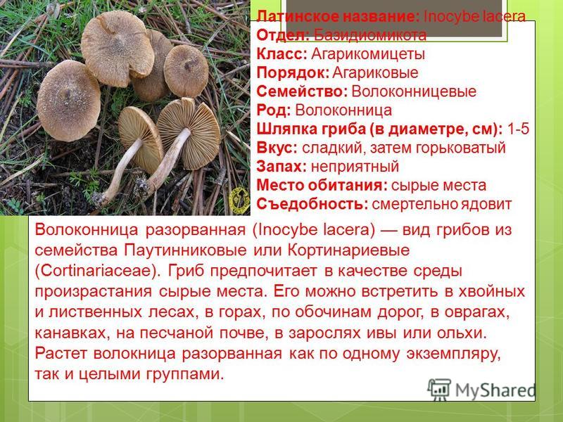Агарикомицеты : definition of агарикомицеты and synonyms of агарикомицеты (russian)