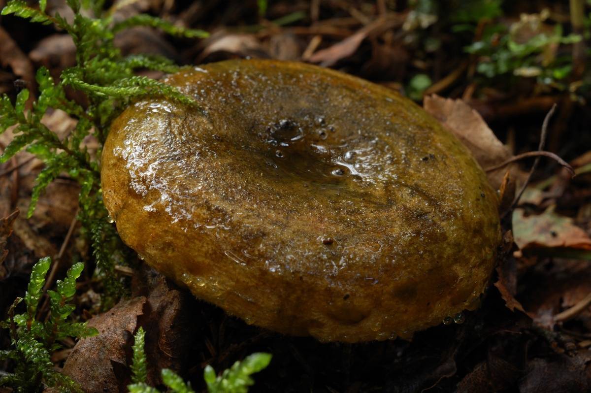Чёрный груздь: фото и описание, как выглядит гриб, съедобный или нет, как отличить