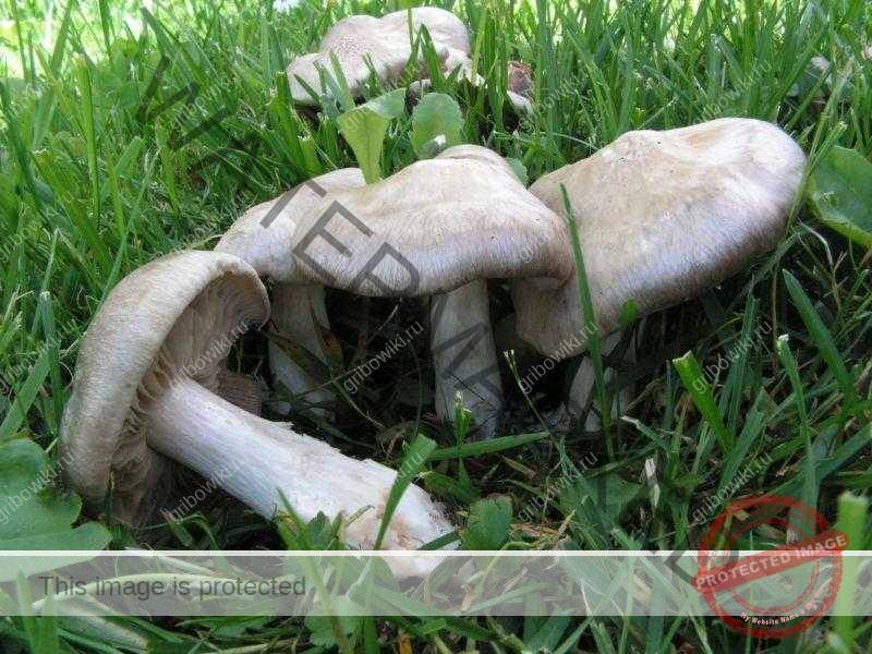 Описание и места распространения гриба энтоломы ядовитой