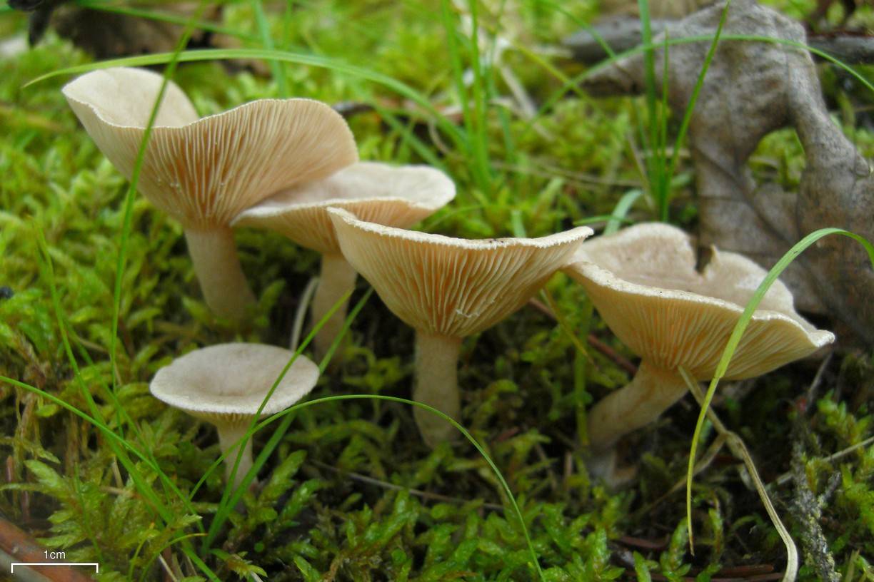 Грузди – царские грибы русского застолья - грибы собираем