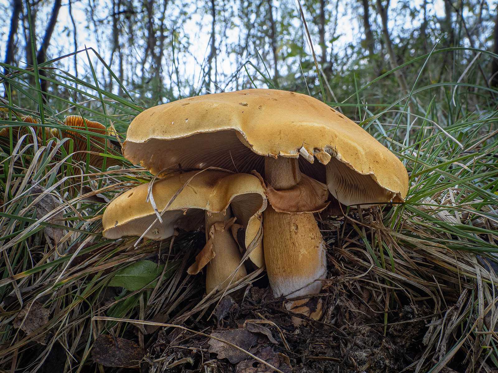 Phaeolepiota aurea, golden bootleg mushroom
