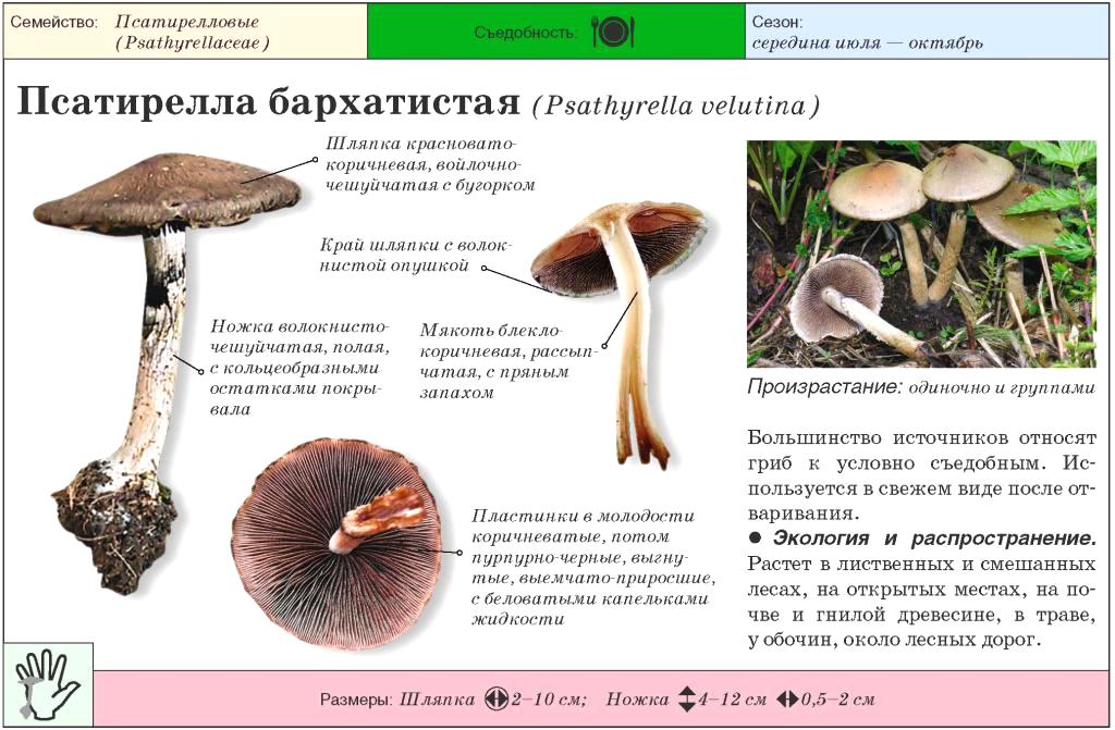 Псатирелла олимпийская — описание гриба , где растет, похожие виды, фото