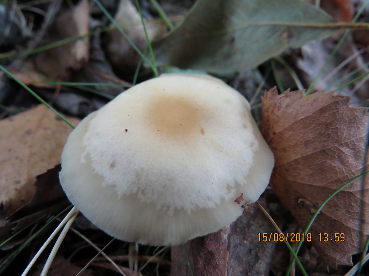 Коллибия кука (collybia cookei) – грибы сибири