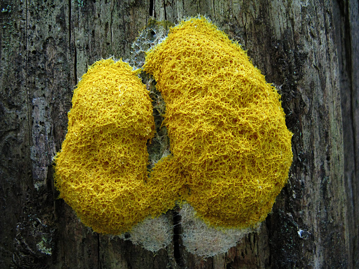 Фулиго гнилостный — описание гриба, где растет, похожие виды, фото