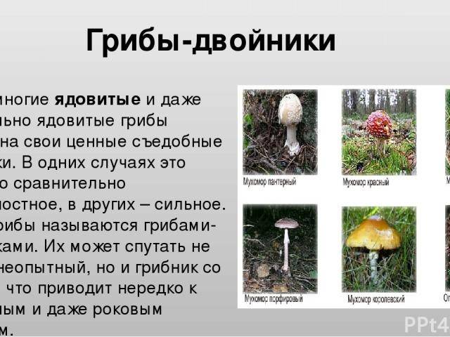 Самые ранние съедобные грибы – список, описание, фото и видео