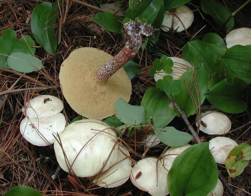 Маслёнок болотный или желтоватый (лат. suillus flavidus)