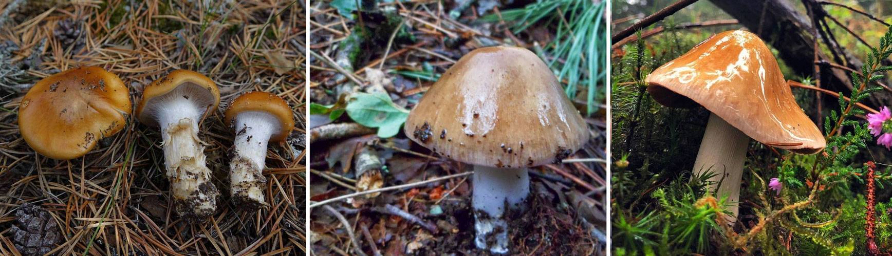Паутинник слизистый (сortinarius mucosus): фото и описание гриба