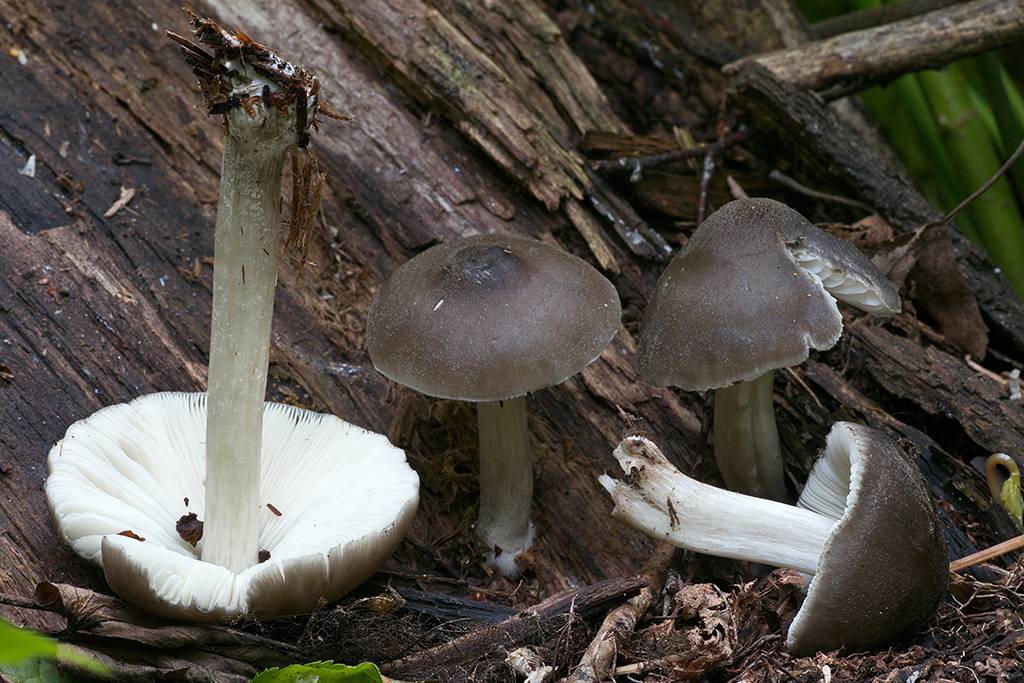 Плютей олений: полезные и лечебные свойства оленьих грибов, вред и противопоказания, применение