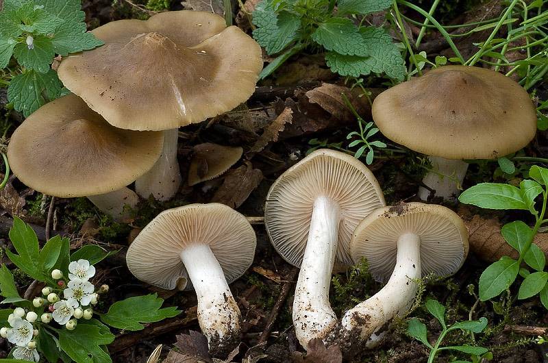 Ядовитая энтолома, или розовопластинник: отличия от других грибов, места произрастания, признаки отправления