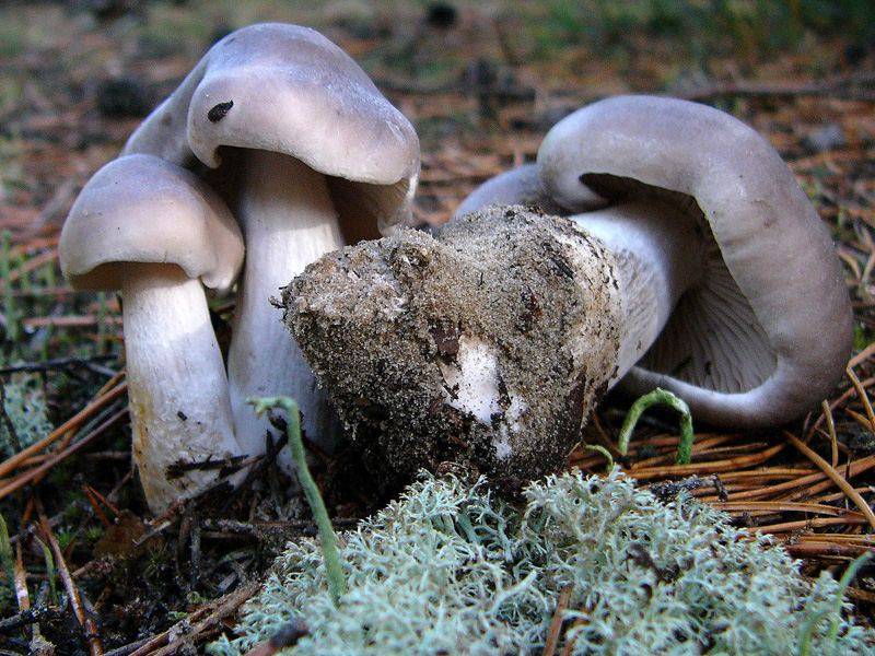Гигрофор красивый (hygrophorus speciosus) – грибы сибири
