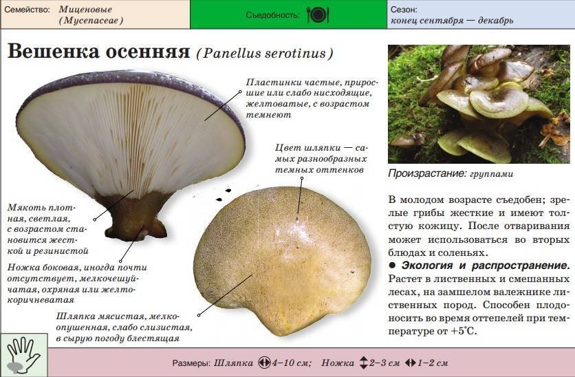 Коллибия семейная (клитоцибула семейная, clitocybula familia): как выглядят грибы, где и как растут, съедобны или нет